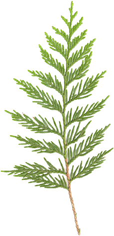 Cedar Branch - Western Red Cedar Botanical Drawings (308x500), Png Download