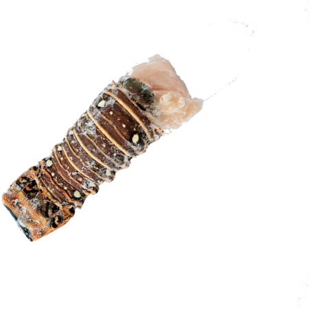 Frozen Cuban Lobster Tail - Lobster (600x453), Png Download