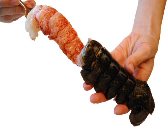 Brazil Lobster Tail - Frozen Maine Lobster Tails - In The Shell - 5 Pounds (570x570), Png Download