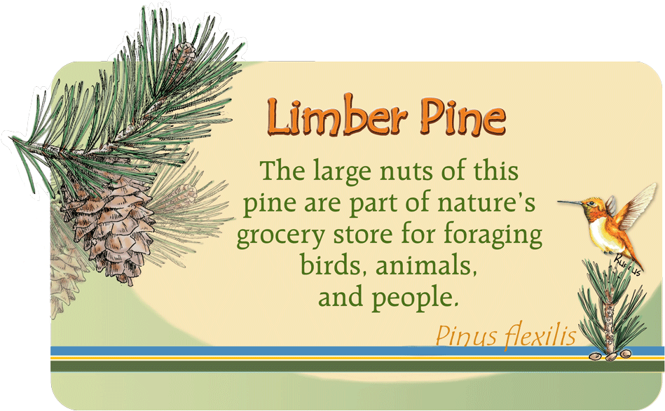 Image Of Plant Id Panel - Pond Pine (1080x665), Png Download