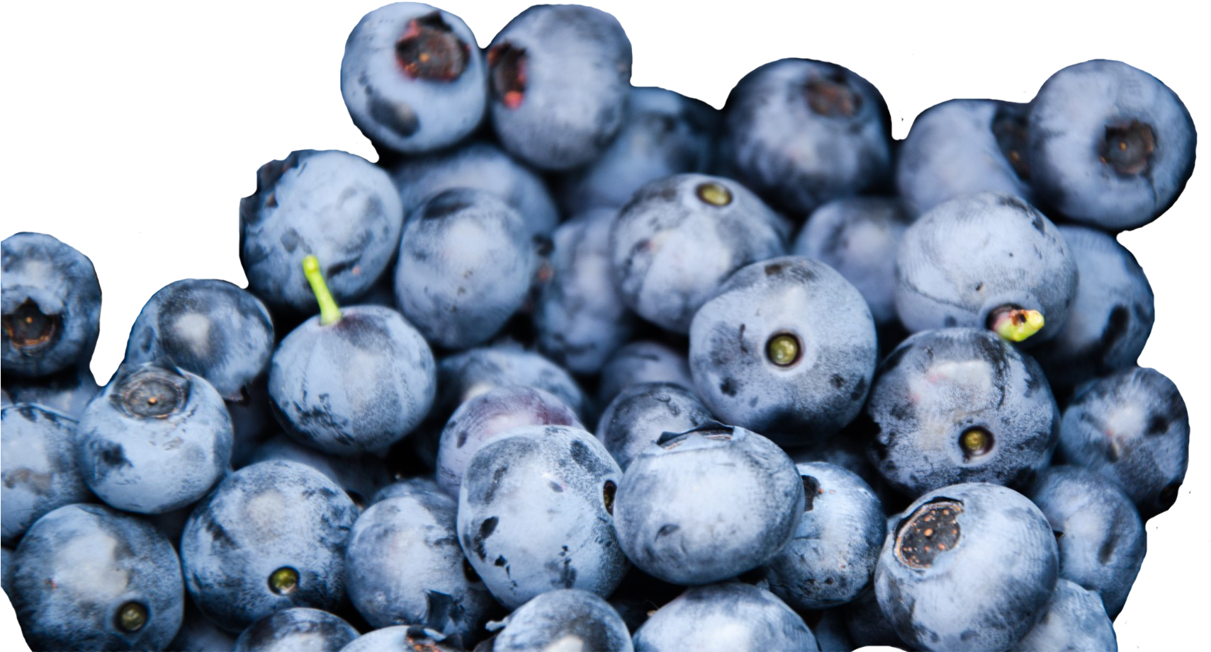 Wild Blueberries, Credit - Blueberry Texture (1711x936), Png Download