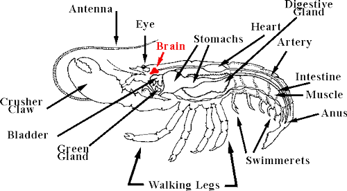 Brain Of A Lobster (500x276), Png Download