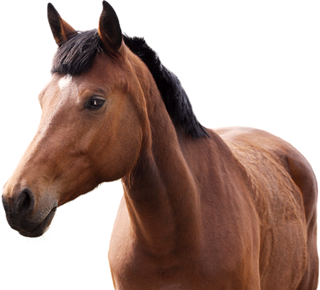 Love Your Horse - Kentucky (450x408), Png Download