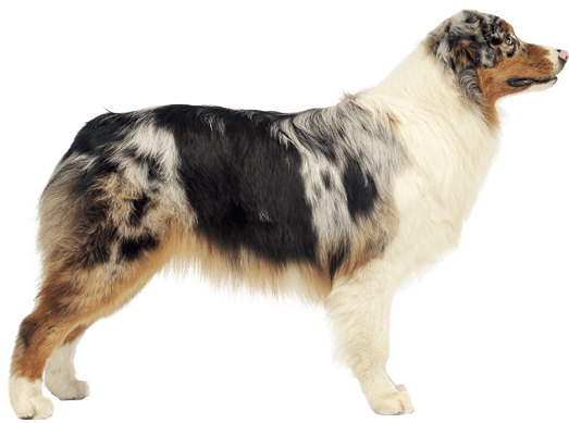 Appearance Of Australian Shepherd - Australian Shepherd Png (567x489), Png Download