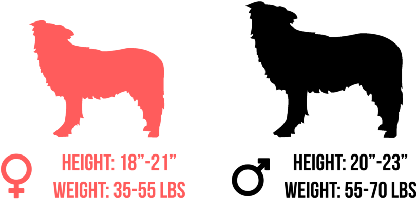 Australian Shepherd - Border Collie Clip Art (1024x542), Png Download