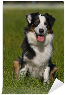 Australian Shepherd Dog In Outdoor Setting Wall Mural - Dog (400x400), Png Download