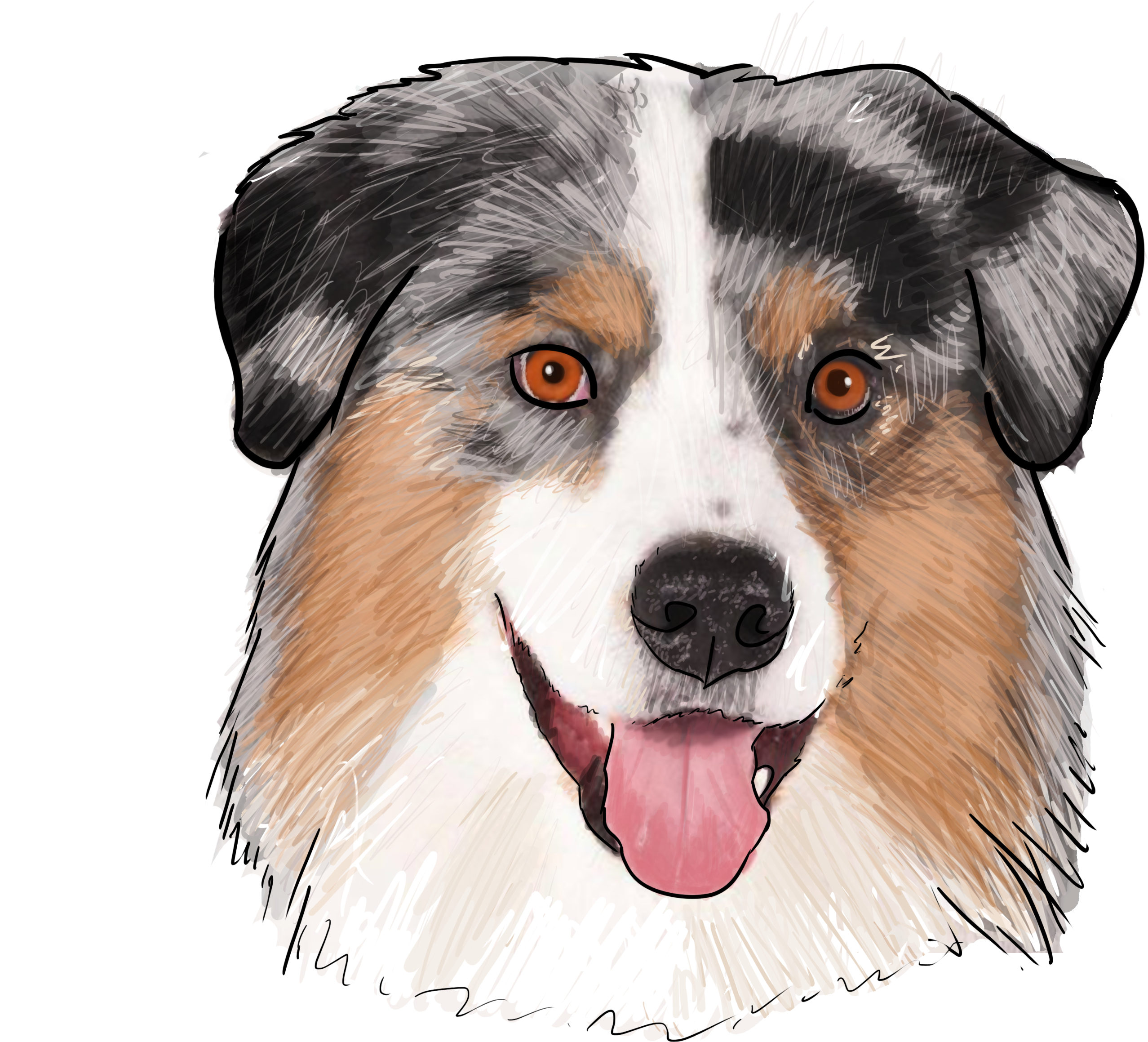 Australischer Schäfer-australische Hundehallo Karte (3000x3000), Png Download