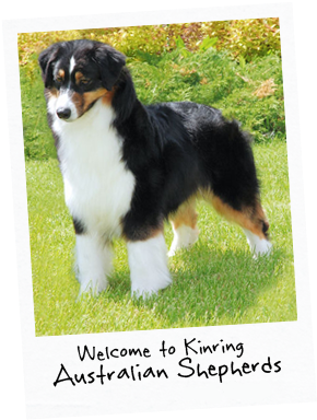 Dog Standing In Grass With Title - Australian Shepherd (315x415), Png Download