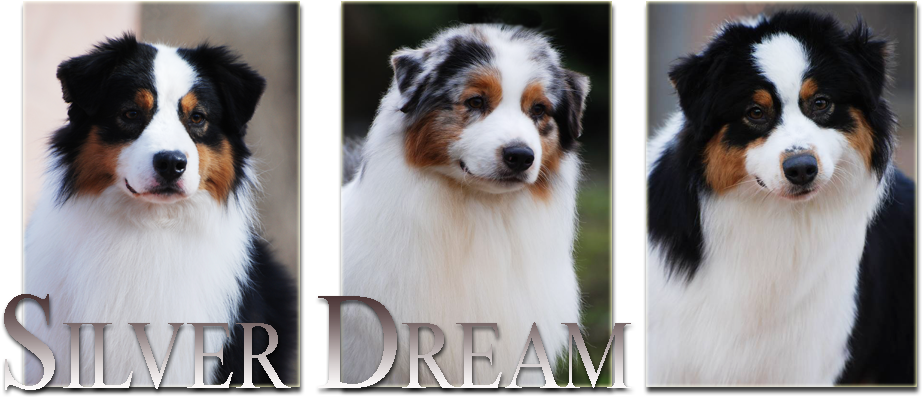 Australian Shepherd (960x420), Png Download
