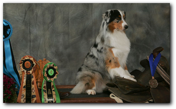 Australian Shepherd (575x358), Png Download