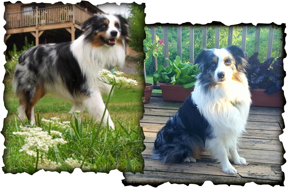 Picture - Miniature American Shepherd (1007x661), Png Download