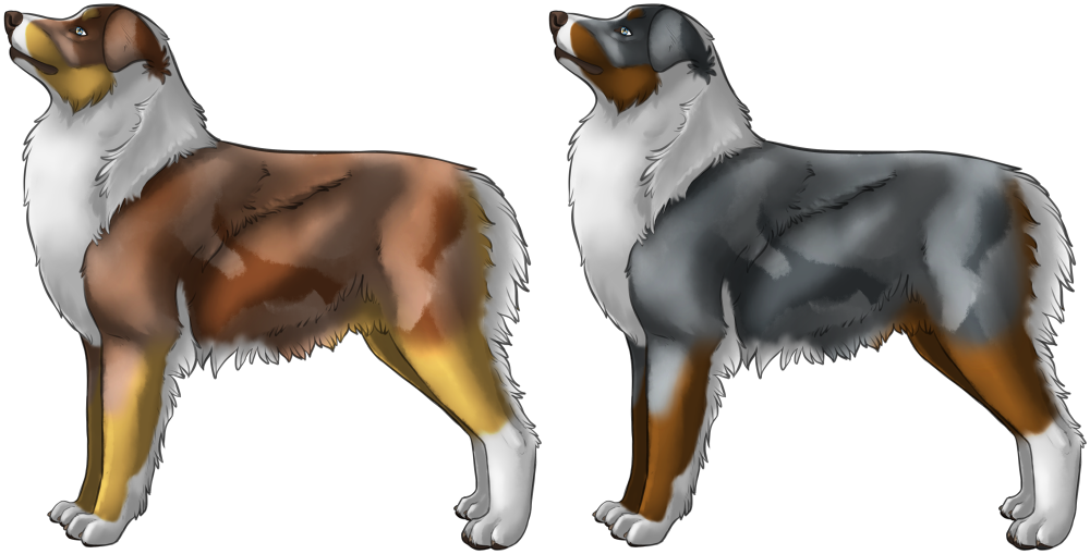 Australian Shepherd - Bernese Mountain Dog (1000x509), Png Download