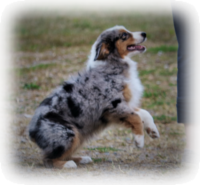 Blue Merle Cede X Quest Daughter - Australian Shepherd (640x591), Png Download