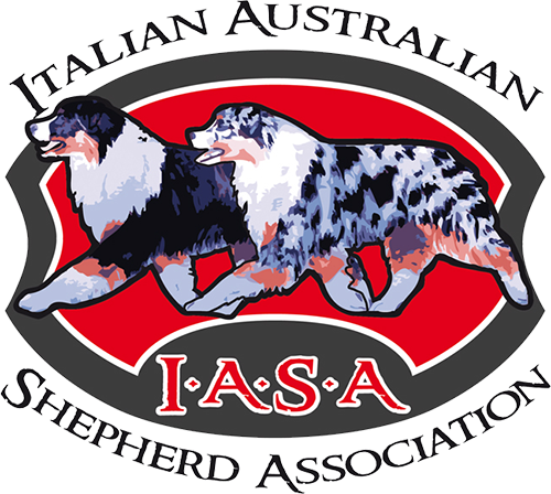Italian Australian Shepherd Association - Italian Shepherd (500x448), Png Download