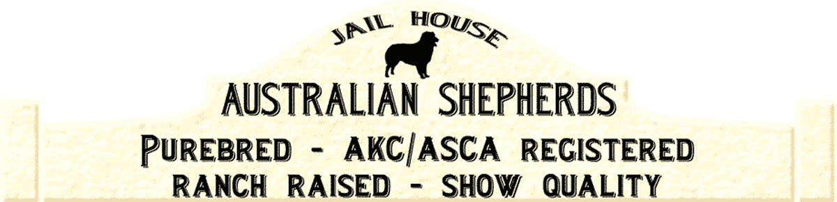 Australian Shepherds - Jailhouse Aussies - Australian Shepherd (1200x290), Png Download