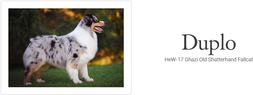 All Content & Images Copyright © 2018-2019 Chaspades - Duke University (1000x342), Png Download