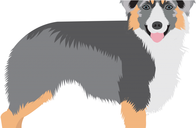 Canadian Kennel Club Reveals Surprise Addition To Canada's - Shetland Sheepdog (800x445), Png Download