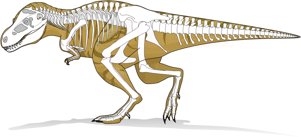 Open - Tyranosaurus Rex (1000x750), Png Download