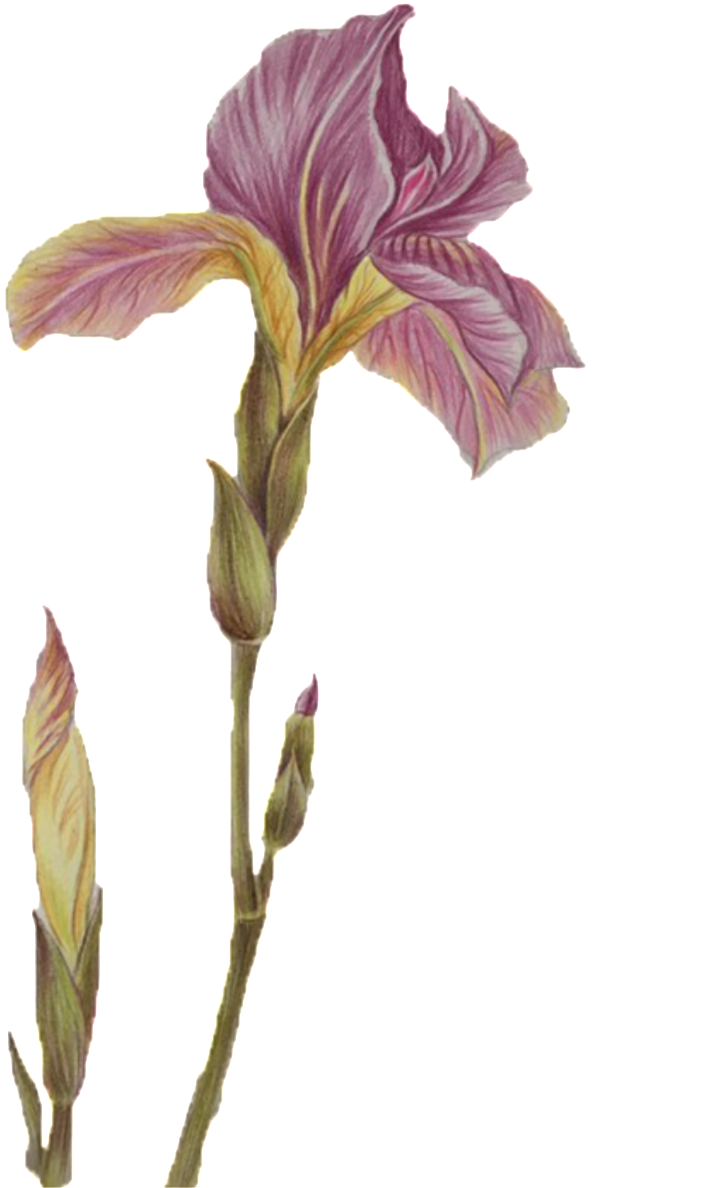 Classical Purple Flower Element - Portable Network Graphics (1024x1365), Png Download