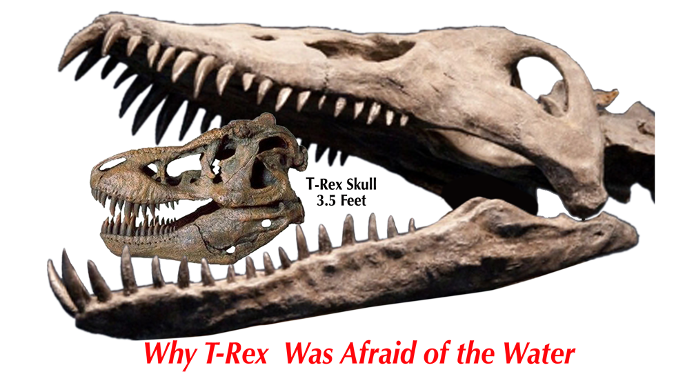 Why T-rex Was Afraid Of The Water - Palaeoloxodon Namadicus T Rex (1000x546), Png Download