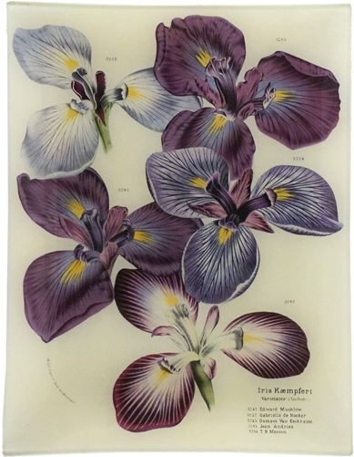 Iris Kaempferi - Iris Versicolor (500x500), Png Download