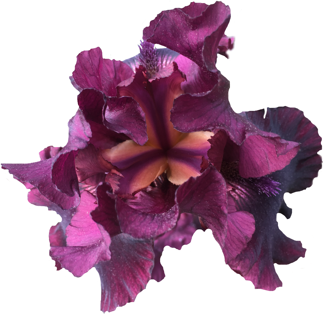 Iris Nature Purple Flower Exlineiris Beautiful Irisflow - Iris (1065x1024), Png Download