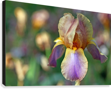 Baditude Iris Canvas Print - Iris Versicolor (429x344), Png Download