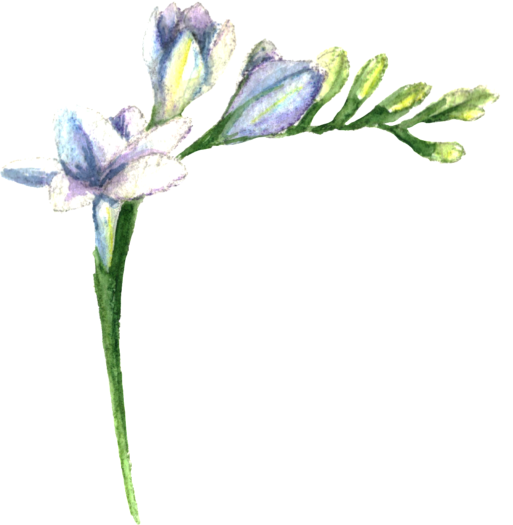 Purple Fresh Flower Transparent - Lily (1024x1048), Png Download