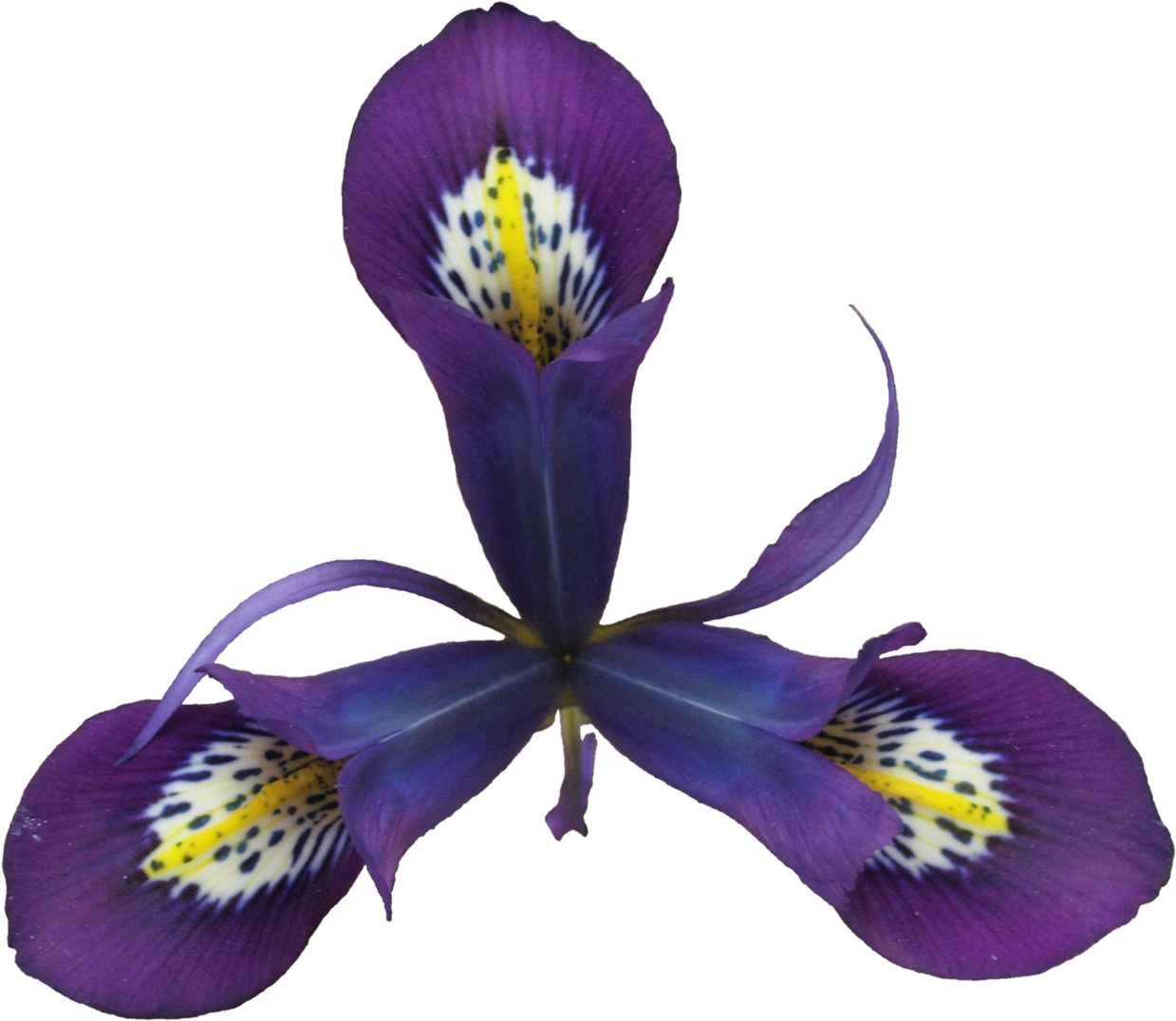 Png, Regalm - Pansy (2048x1536), Png Download