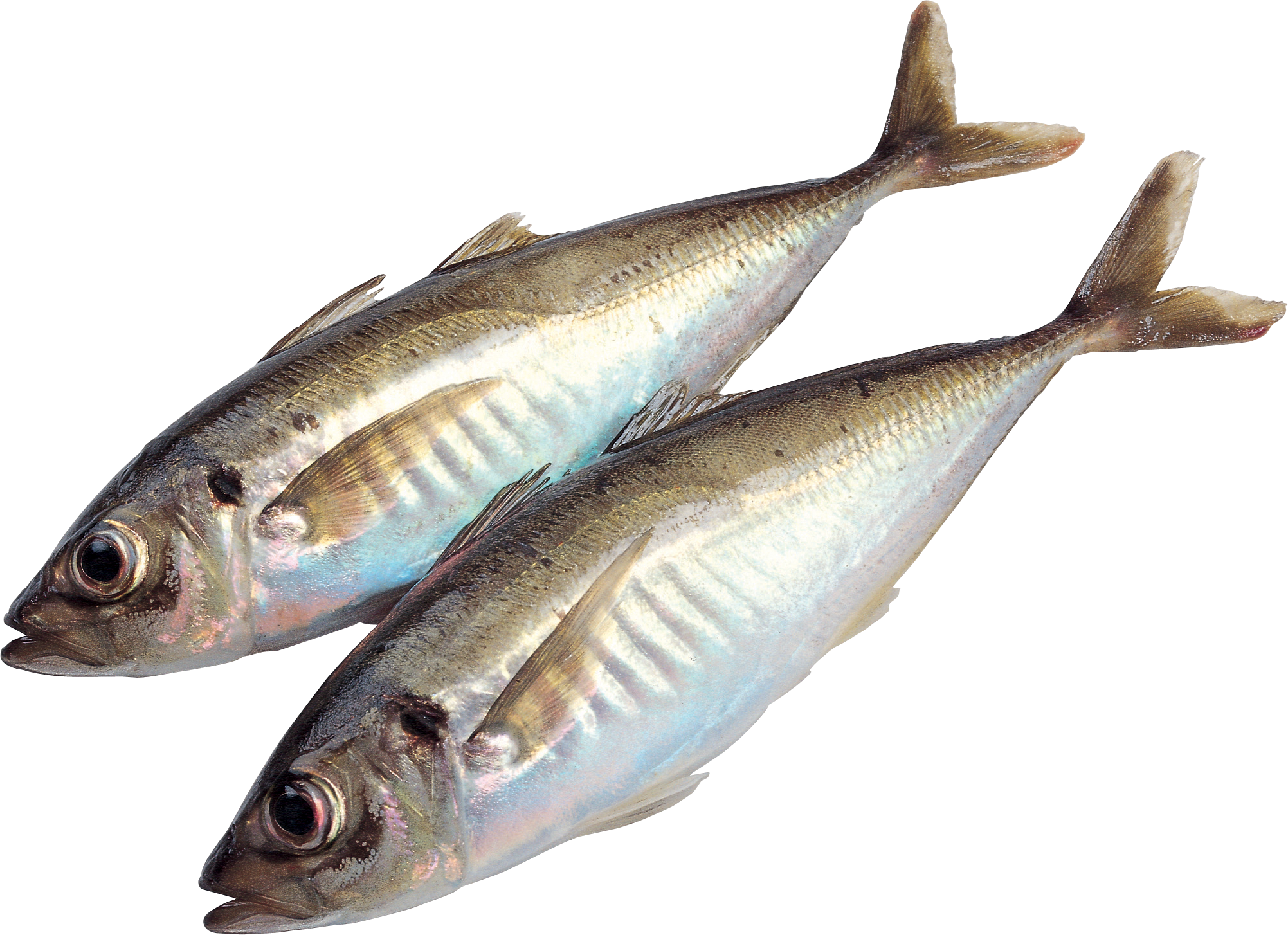 Fish Png (2003x1454), Png Download
