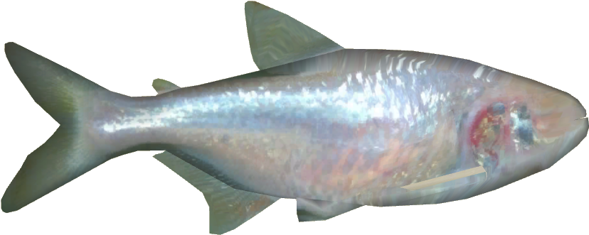 Blind Cave Fish - European Bass (827x827), Png Download