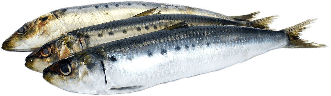 Source - Www - Docksidemarketandgrill - Com - Report - Oily Fish Png (1120x326), Png Download