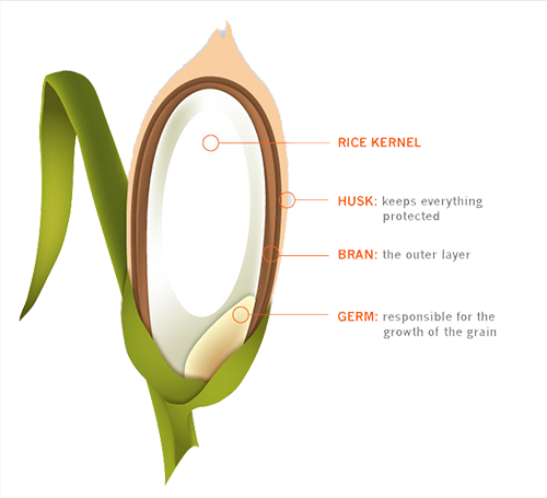 Differences In Cooking Time - Brown Rice (500x455), Png Download