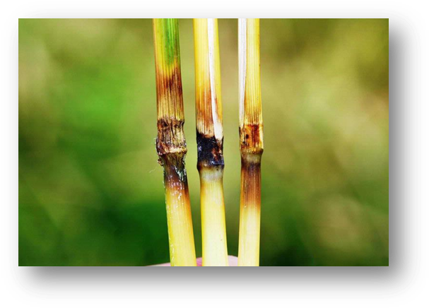 Rice Blast - Blast Disease Of Rice Symptoms (622x449), Png Download
