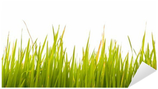 Grass (400x400), Png Download