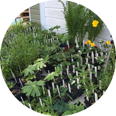 Plant Sale 9 Am 1 Pm - Yard (400x400), Png Download