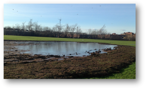 Work Underway On The Wetland Zone In Hailes Quarry - Tree (600x364), Png Download