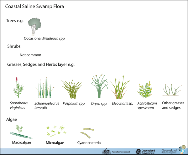 Coastal Saline Swamps Adjoin Or Merge With A Wide Range - Agave (600x495), Png Download