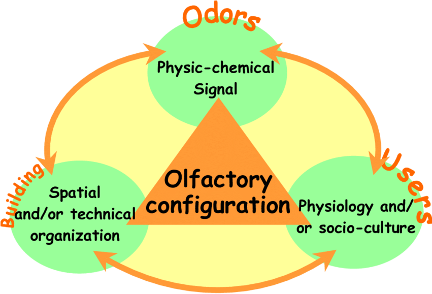Principe Of An Olfactory Configuration - Olfaction (850x591), Png Download