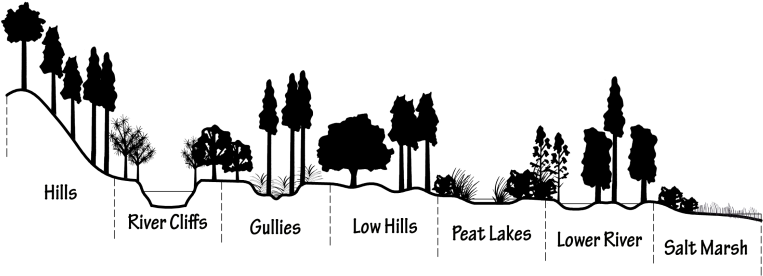 Flora In The Forest (800x336), Png Download