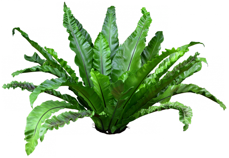 Tubes Fleurs Png - Asplenium Png (800x554), Png Download