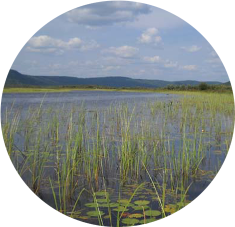 Looking Into Conroy Marsh From The Little Mississippi - Conroy Marsh (600x600), Png Download