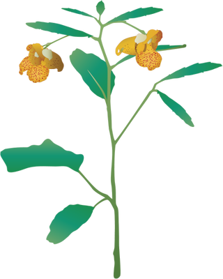 Ian Symbol Impatiens Capensis - Jewelweed Png (320x400), Png Download