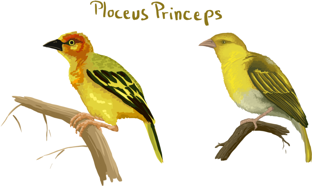 Old World Oriole (1200x720), Png Download