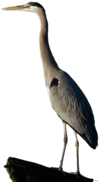 Great Blue Heron Full Size - Heron (534x712), Png Download