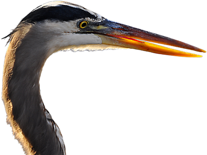 Click And Drag To Re-position The Image, If Desired - Great Blue Heron (600x480), Png Download