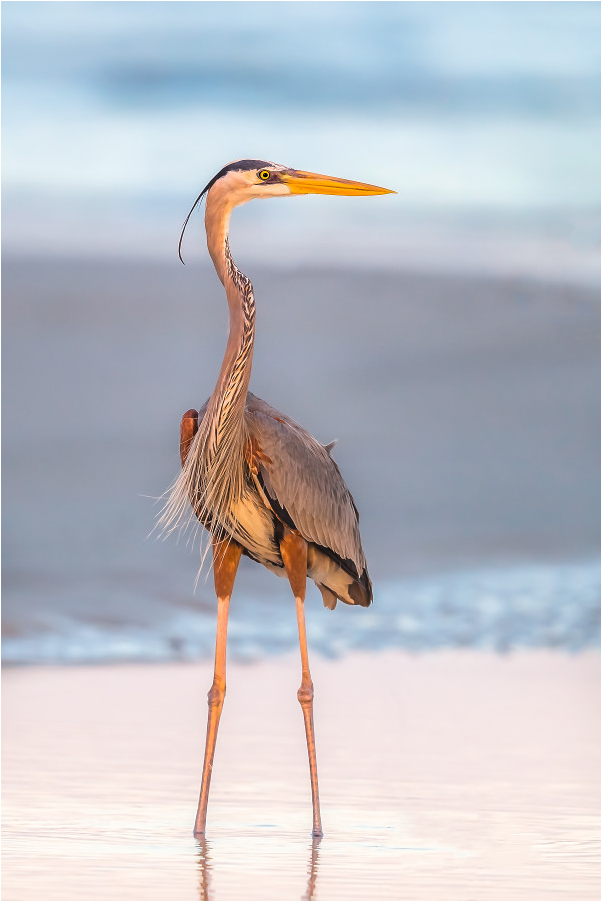 Water Bird (1000x1000), Png Download