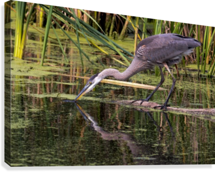 Great Blue Heron Taking A Sip Canvas Print - Great Blue Heron (429x344), Png Download