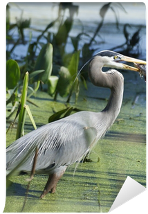 Great Blue Heron (400x400), Png Download