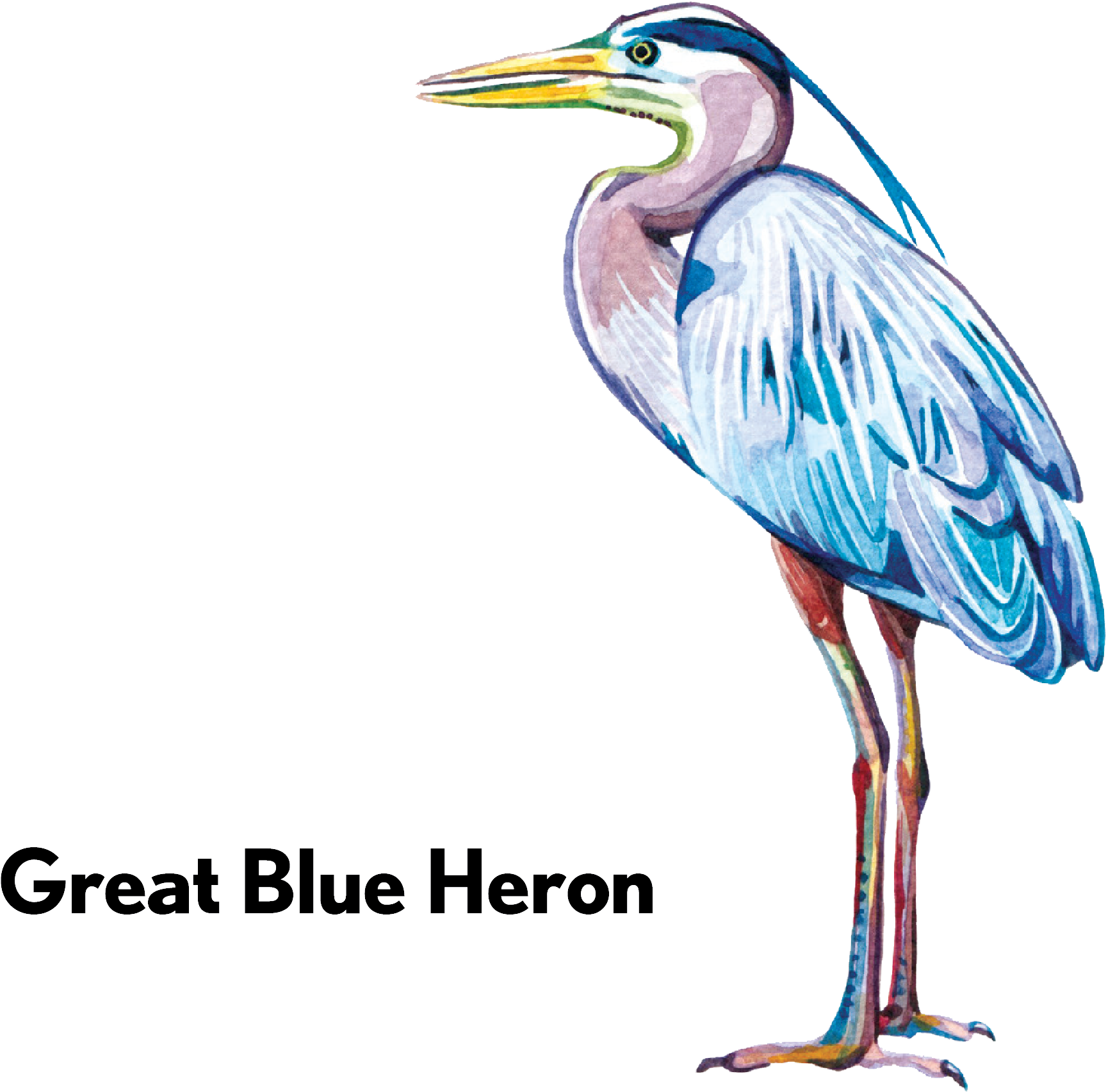 Great Blue Heron-01 - Water Bird (2078x1939), Png Download